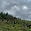 Elevi și profesori de la Colegiul Alimentar au plantat 500 de puieți de molid la Pojorâta