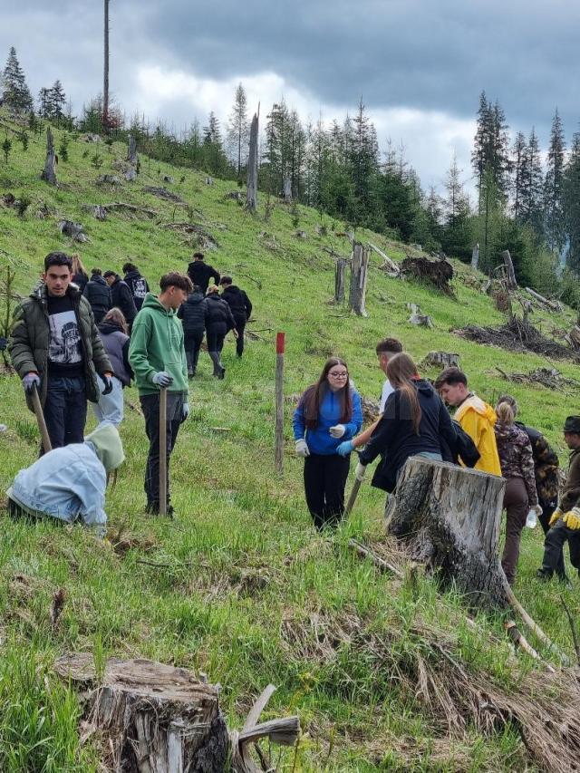 Elevi și profesori de la Colegiul Alimentar au plantat 500 de puieți de molid la Pojorâta