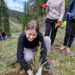 Elevi și profesori de la Colegiul Alimentar au plantat 500 de puieți de molid la Pojorâta