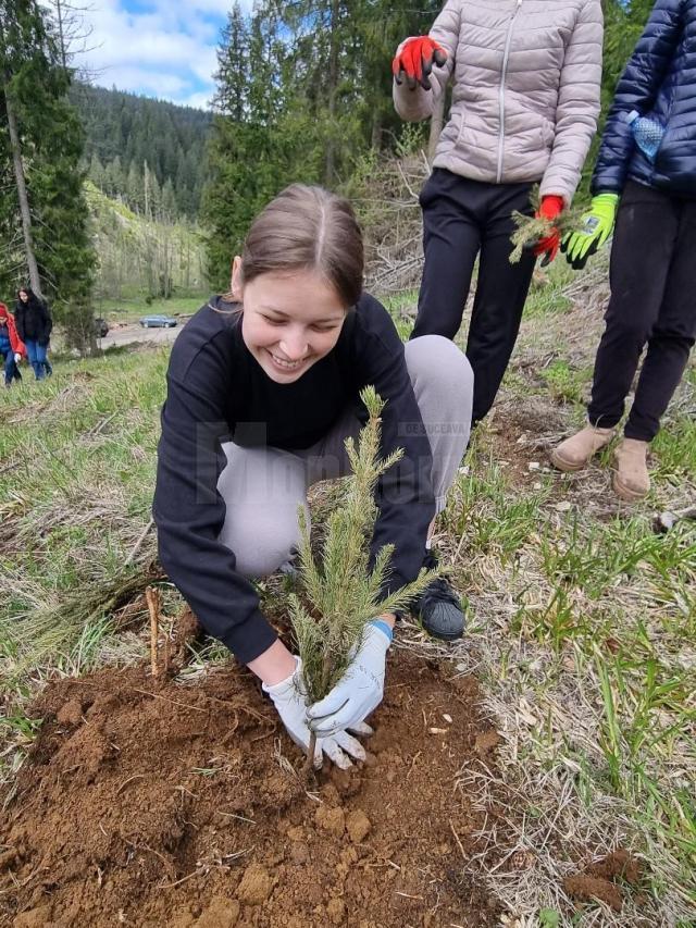 Elevi și profesori de la Colegiul Alimentar au plantat 500 de puieți de molid la Pojorâta