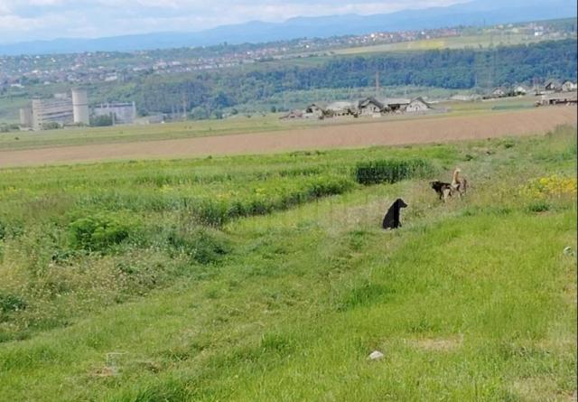 Câinii de pe Dealul Mănăstirii
