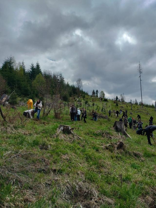 Elevi și profesori de la Colegiul Alimentar au plantat 500 de puieți de molid la Pojorâta
