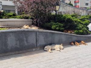 Haită de câini în centrul Sucevei
