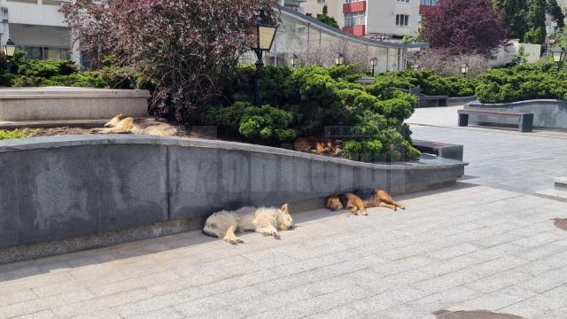 Haită de câini în centrul Sucevei