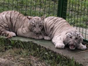 Doi dintre tigrii albi aduși la colțul zoologic de la Zaharești - Arca lui Noe