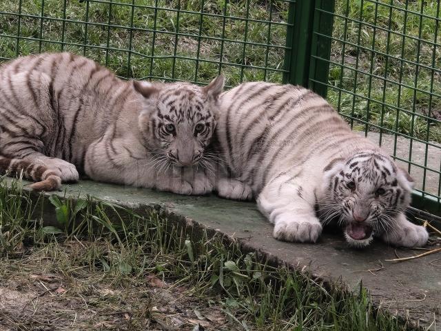 Doi dintre tigrii albi aduși la colțul zoologic de la Zaharești - Arca lui Noe