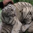 Doi dintre tigrii albi aduși la colțul zoologic de la Zaharești - Arca lui Noe