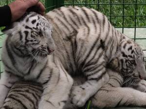 Doi dintre tigrii albi aduși la colțul zoologic de la Zaharești - Arca lui Noe