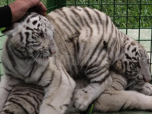 Doi dintre tigrii albi aduși la colțul zoologic de la Zaharești - Arca lui Noe