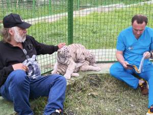 Dorin Șoimaru și dr. veterinar Gabriel Gașpar, cu doi dintre tigrii albi aduși la colțul zoologic de la Zaharești - Arca lui Noe
