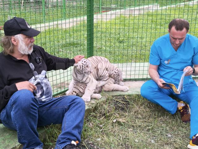 Dorin Șoimaru și dr. veterinar Gabriel Gașpar, cu doi dintre tigrii albi aduși la colțul zoologic de la Zaharești - Arca lui Noe