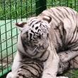 Tigrii albi aduși la colțul zoologic de la Zaharești - Arca lui Noe, hrăniți încă cu lapte, cu biberonul