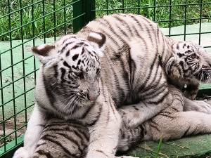 Tigrii albi aduși la colțul zoologic de la Zaharești - Arca lui Noe, hrăniți încă cu lapte, cu biberonul