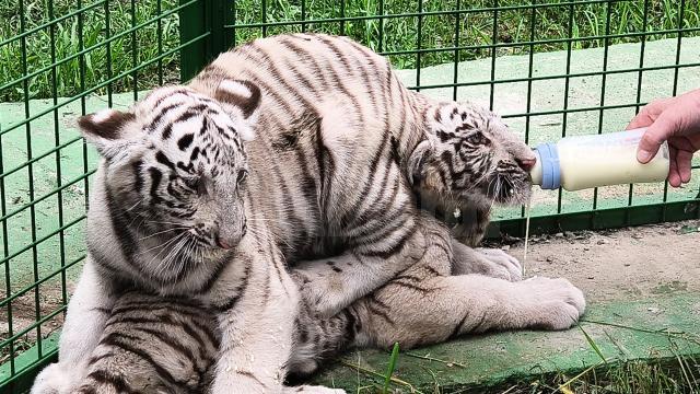 Tigrii albi aduși la colțul zoologic de la Zaharești - Arca lui Noe, hrăniți încă cu lapte, cu biberonul