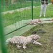 Doi dintre tigrii albi aduși la colțul zoologic de la Zaharești - Arca lui Noe