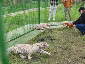 Doi dintre tigrii albi aduși la colțul zoologic de la Zaharești - Arca lui Noe