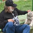 Doi dintre tigrii albi aduși la colțul zoologic de la Zaharești - Arca lui Noe