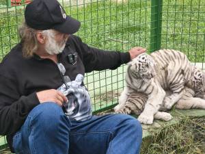Doi dintre tigrii albi aduși la colțul zoologic de la Zaharești - Arca lui Noe