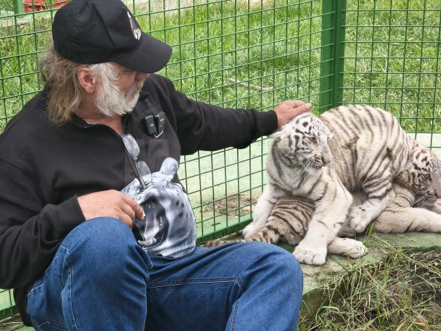 Doi dintre tigrii albi aduși la colțul zoologic de la Zaharești - Arca lui Noe