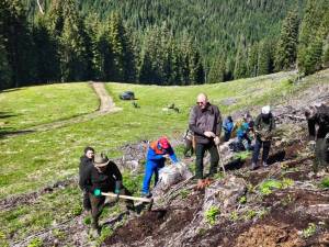 2200 de puieți de molid au fost plantați la OS Cârlibaba, cu elevi, ajutați de silvicultori