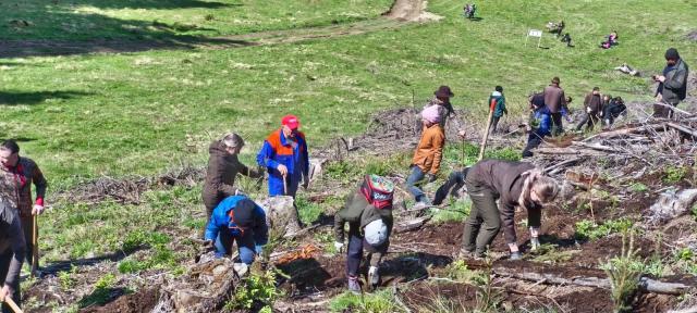 2200 de puieți de molid au fost plantați la OS Cârlibaba, cu elevi, ajutați de silvicultori