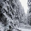 Condiții de iarnă extremă întâmpinate de un alergător montan care a parcurs în aceeași zi Rarăul, Giumalăul și Pietrosul Bistriței