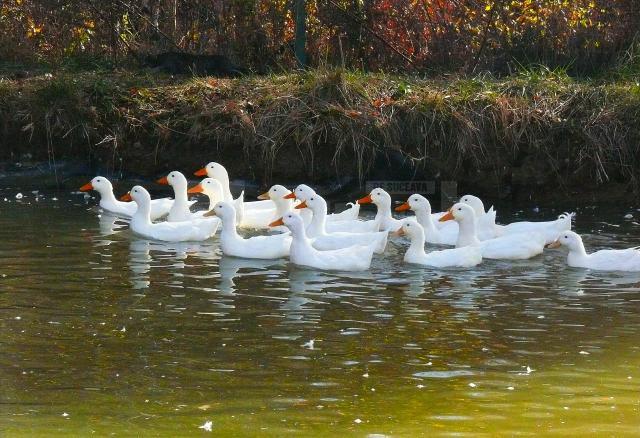 Înamorarea de tâlhar
