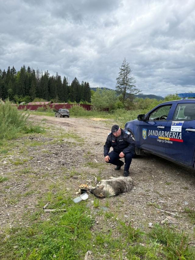 Femeie prinsă de jandarmi în timp ce târa un câine legat de mașină