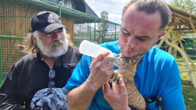 Medicul veterinar Gabriel Gașpar și Dorin Șoimaru hrănesc puiul de ligru cu biberonul
