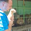 Puiul de ligru și părinții săi, leul și tigroaica, la colțul zoologic Arca lui Noe, de la Zaharești