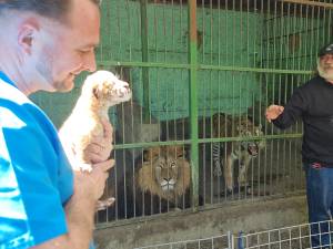 Puiul de ligru și părinții săi, leul și tigroaica, la colțul zoologic Arca lui Noe, de la Zaharești