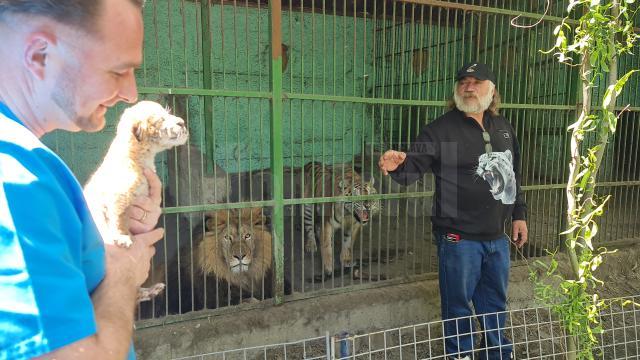 Puiul de ligru și părinții săi, leul și tigroaica, la colțul zoologic Arca lui Noe, de la Zaharești