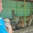 Puiul de ligru și părinții săi, leul și tigroaica, la colțul zoologic Arca lui Noe, de la Zaharești