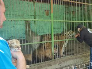Puiul de ligru și părinții săi, leul și tigroaica, la colțul zoologic Arca lui Noe, de la Zaharești