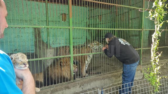 Puiul de ligru și părinții săi, leul și tigroaica, la colțul zoologic Arca lui Noe, de la Zaharești