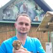 Un pui de ligru, încrucișare între un leu și o tigroaică, născut la Suceava