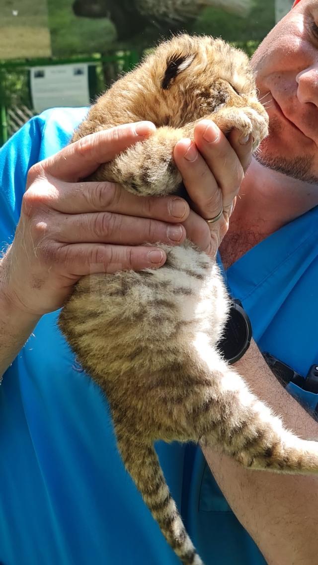 Un pui de ligru, încrucișare între un leu și o tigroaică, născut la Suceava
