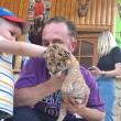 Un pui de ligru, încrucișare între un leu și o tigroaică, născut la Suceava