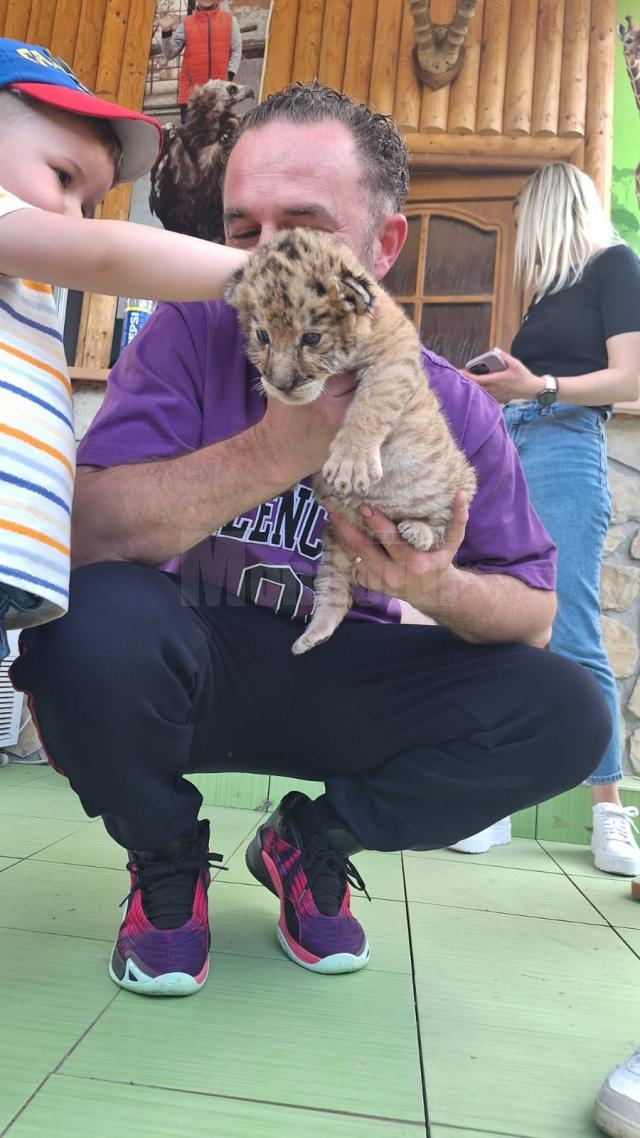 Un pui de ligru, încrucișare între un leu și o tigroaică, născut la Suceava