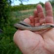 Năpârca este singura specie de șopârlă fără membre din România