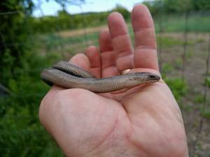 Năpârca este singura specie de șopârlă fără membre din România