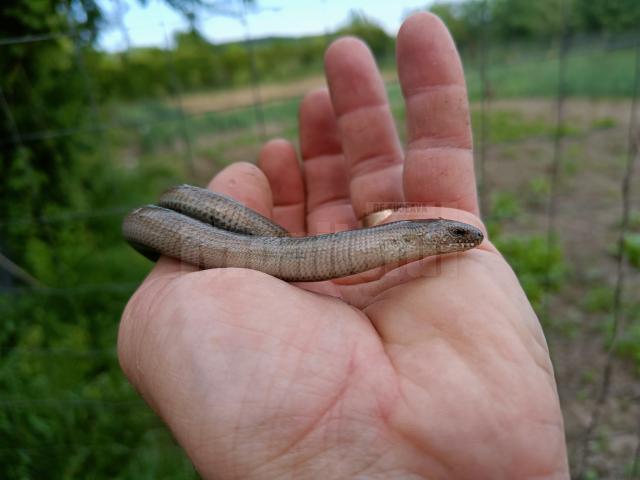 Năpârca este singura specie de șopârlă fără membre din România