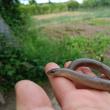 Năpârca este singura specie de șopârlă fără membre din România
