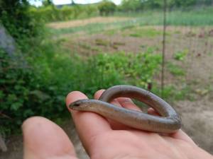 Năpârca este singura specie de șopârlă fără membre din România