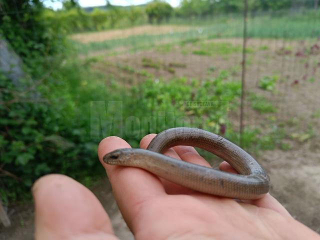 Năpârca este singura specie de șopârlă fără membre din România