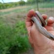 Năpârca este singura specie de șopârlă fără membre din România