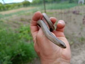 Năpârca este singura specie de șopârlă fără membre din România