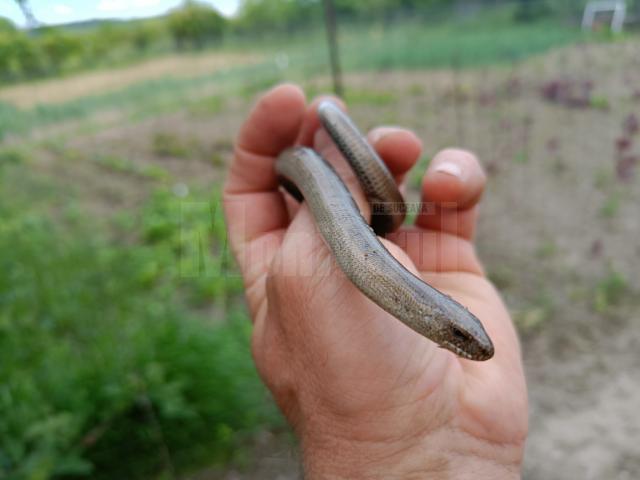 Năpârca este singura specie de șopârlă fără membre din România