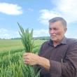 Mihai Flutur estimează o cultură bună la grâu