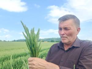 Mihai Flutur estimează o cultură bună la grâu